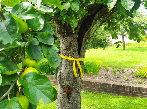 Ein schmales gelbes Band um einen Baumstamm lädt dazu ein, die Früchte des Baumes zu pflücken 